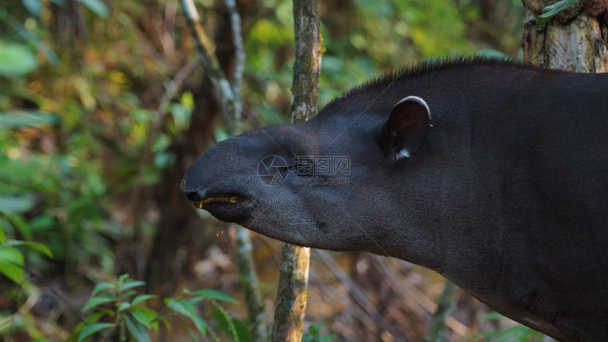 厄瓜多尔亚马逊亚马逊貘的剖面图图片