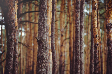 松树林中的树干木制背景图片