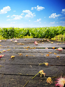 空荡的酒厂背景与葡萄种植园图片