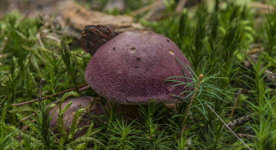 绿湿苔藓中的Tricholomopsisrutilans蘑菇图片
