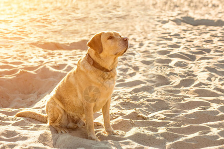 在海滩上的拉布多猎犬一只红色的拉布多犬坐在沙滩图片