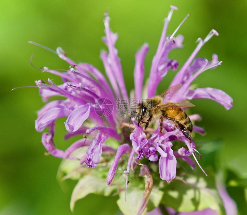 蜜蜂坐在花上的孤立图像图片