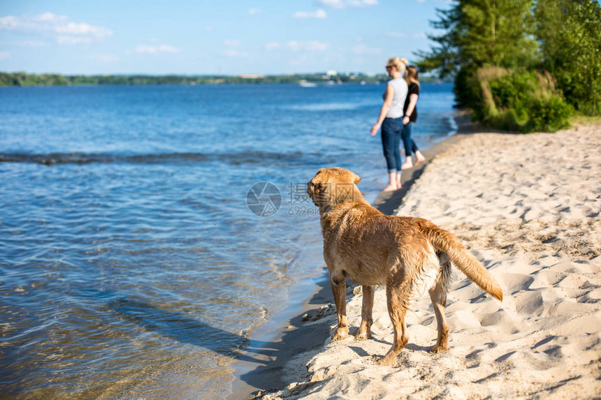 海滩上的拉布多猎犬河岸附近的沙滩上的图片