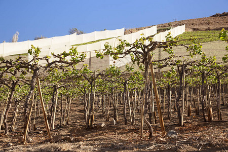 埃尔基谷的葡萄园智利图片