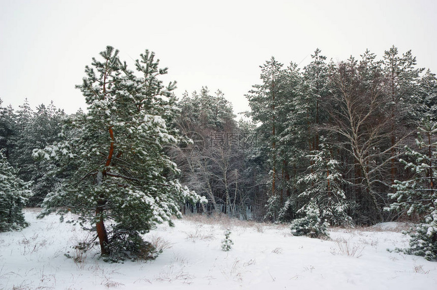 冬季森林雪自然景观图片