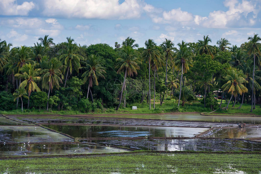 斯里兰卡稻田和大米作物的近照片图片