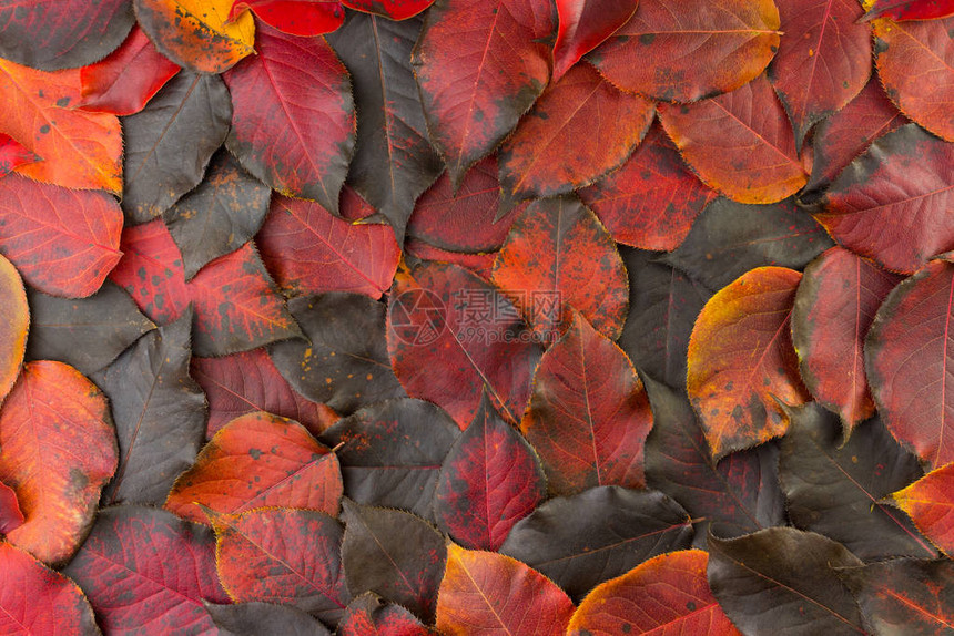 背景落下的秋天红黑的叶子腐烂图片