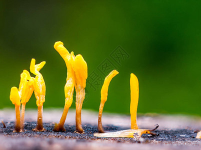一种可食用果冻真菌图片