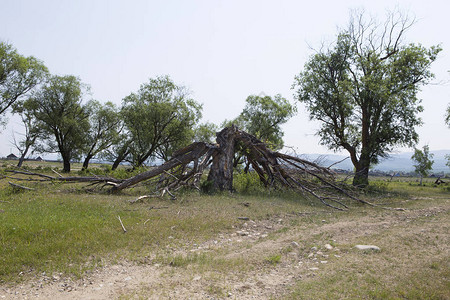 飓风后在几片拉链上一棵树被闪电打碎图片