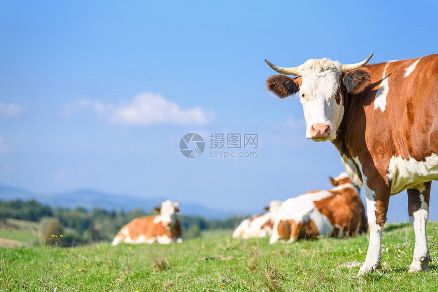 幸运而的奶牛在阳光明媚的一天在绿草原上放牧在山林风图片