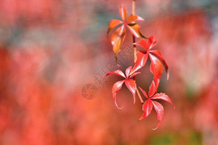 秋天树上美丽的多色叶子自然季节颜色背景图片