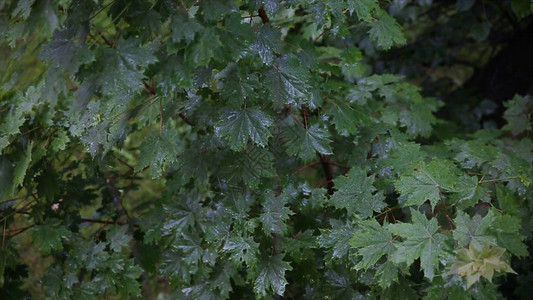 雨在森林里院子里的树站在雨中雨中的叶子关闭新鲜的绿叶上的水滴树枝上的雨背景图片