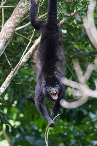 哥斯达黎加的吼猴挂在他的尾巴上图片