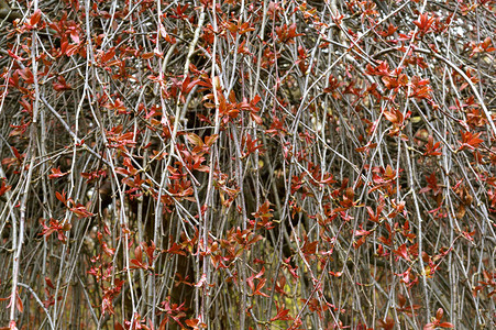 早春灌木树枝上的小红叶图片