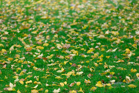 白杨树叶在秋季的绿草上低侧视图图片