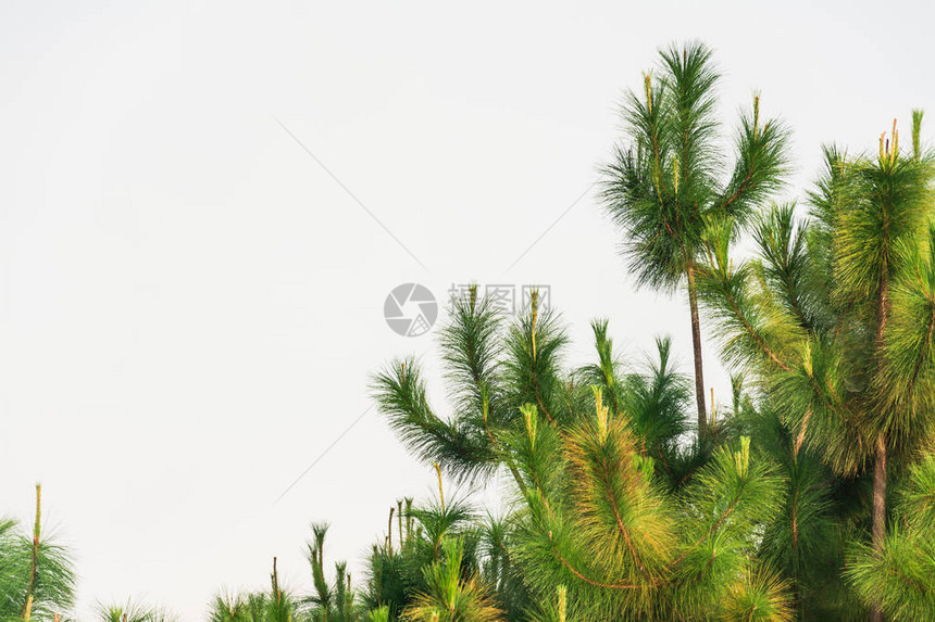 松树泰国的松树图片