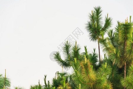 松树泰国的松树图片