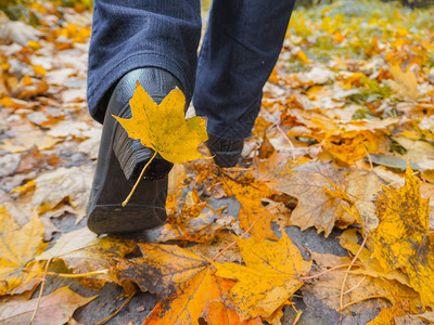 秋天的落叶在鞋上图片