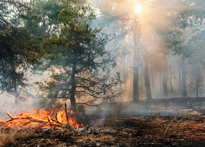森林火灾被烧毁的树木后野火污染和大量的烟图片
