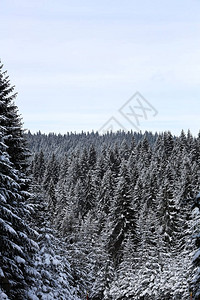 山上的冬天和雪下的松树图片