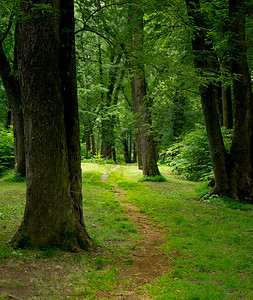 一条穿过森林地貌的通路图片