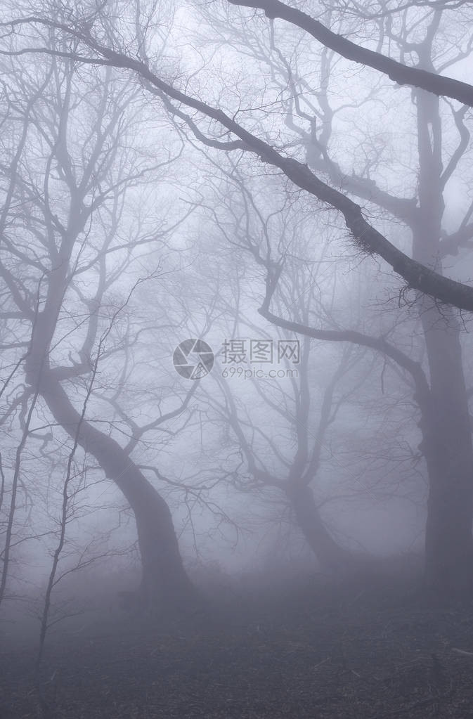 山坡毛榉落叶林中的薄雾图片