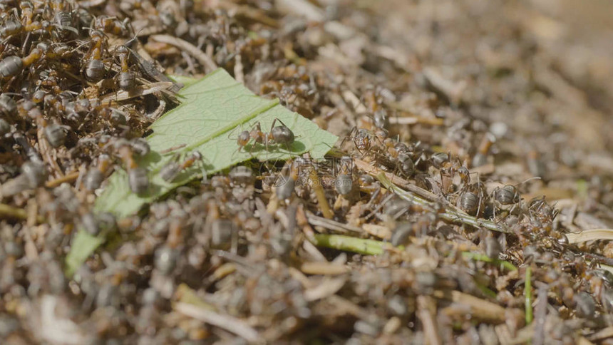 蚂蚁移动在蚂蚁马可许多昆虫背景中图片