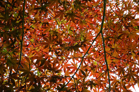 红色日本枫叶背景背景图片
