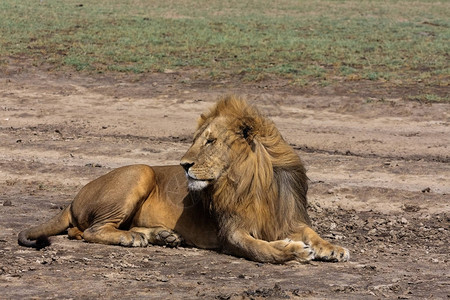 当地懒惰的狮子坦桑尼亚塞伦盖图片