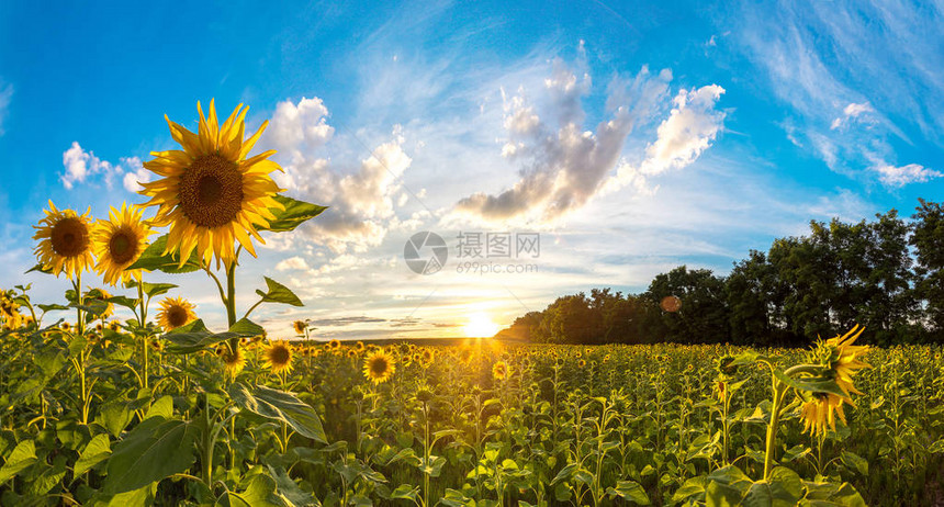 美丽夏日里盛开的向日葵田图片