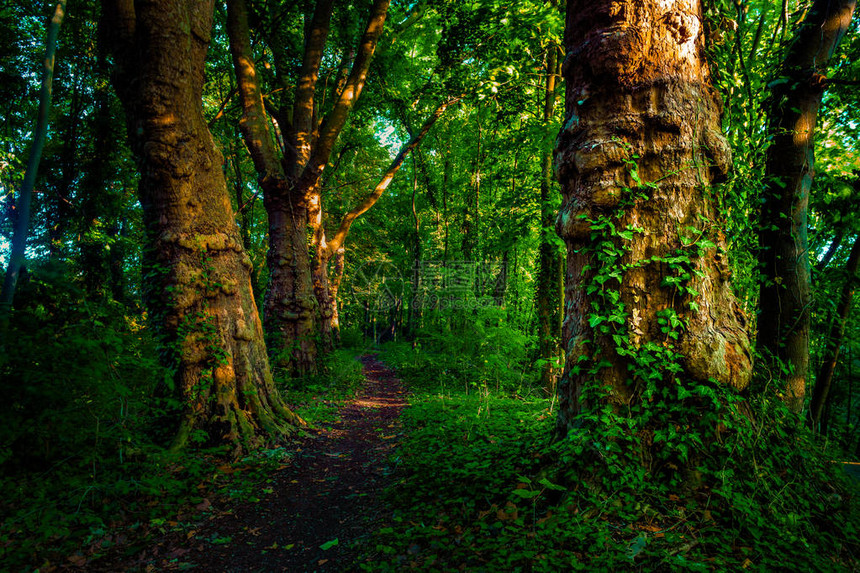 带道路和绿树的深色温暗森林天然图片