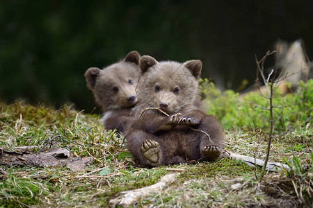 野生棕熊幼崽特写图片