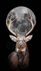 深色背景中带月亮的马鹿肖像图片