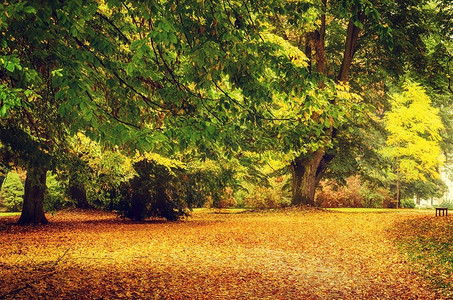 秋天公园有橙树和空小巷自然季图片