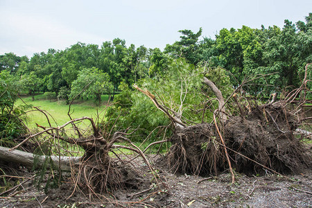 这棵树被暴风雨的强度摧毁了图片