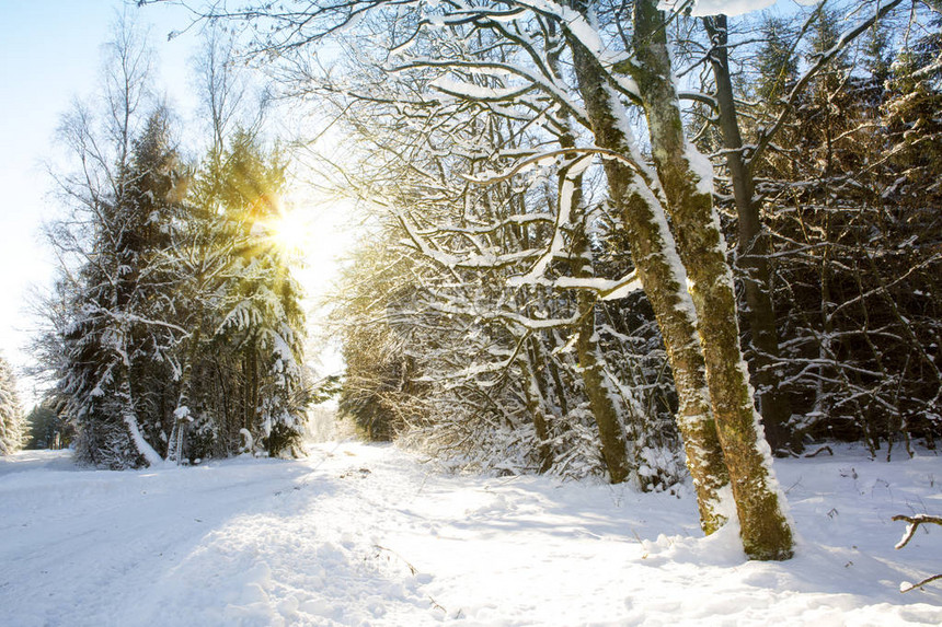 阳光照射在冬季森林里图片