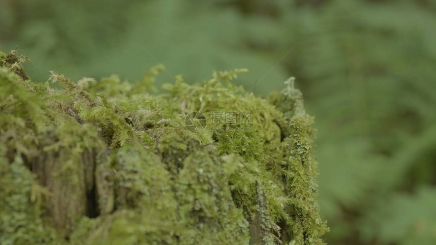 树桩在森林里长满青苔的老树桩树桩绿色苔藓云杉松针叶树森林公园木根图片