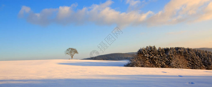 下雪的冬天圣诞节风景在领域的冬天树图片