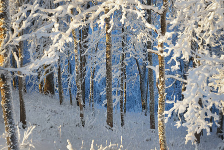 雪和雾凇覆盖的森林背景是蓝色的日落照明图片
