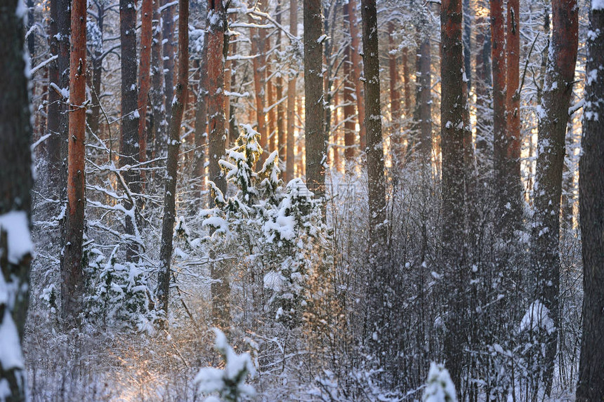 雪红松林中的冬季奇幻地带图片