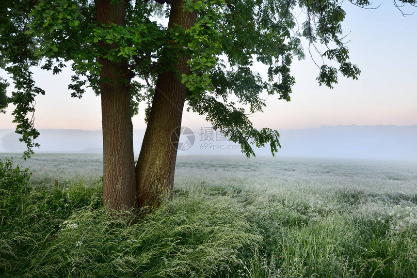 晨雾笼罩的乡村田野前孤独的绿树图片