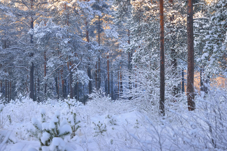 雪松林中的冬季仙境图片