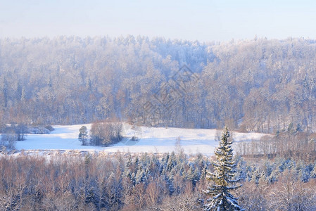 冬季严寒期间高贾河谷和松树林的冬图片