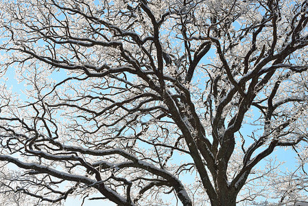白雪和黑橡树枝覆盖白雪和遮挡明蓝图片