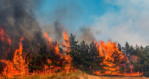森林大火倒下的树被烧毁了大量的烟雾时野火图片