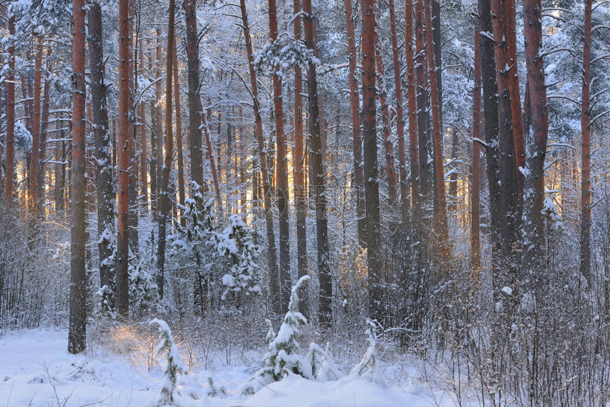 雪红松林中的冬季奇幻地带图片