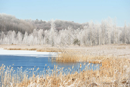 蓝色冰冻湖环绕着雪地草原和森林覆盖图片
