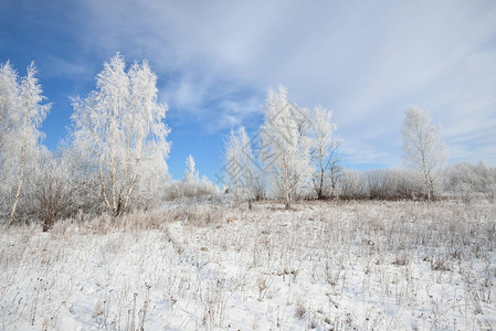 Birch树林覆盖着雪和俄罗斯乡图片