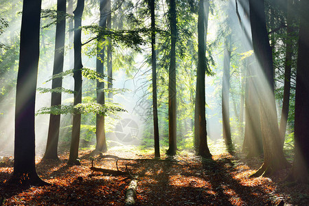 德国奥斯纳布鲁克明日雾绿林的图片