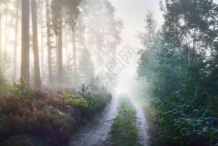 拉脱维亚枯萎的森林中一条道路图片